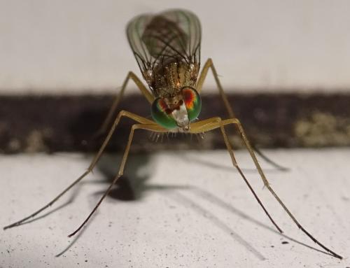 Sciapus sp.